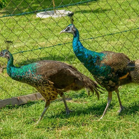 Проживание в семье Vela